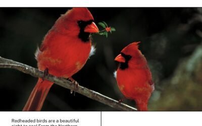 25 Birds With Red Heads (+Pictures Included)